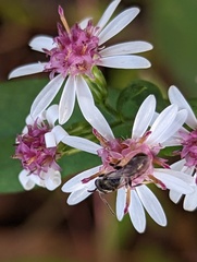 Lasioglossum fuscipenne