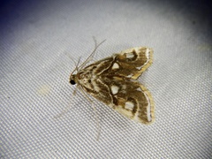 Paracymoriza prodigalis