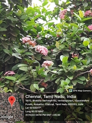 Ixora coccinea