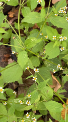 Galinsoga quadriradiata