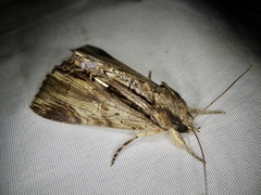 Ercheia niveostrigata