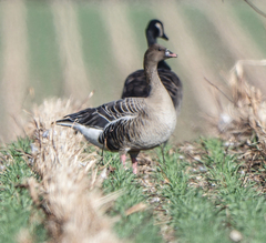 Anser brachyrhynchus
