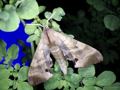 Marumba echephron
