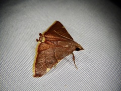 Hypsopygia pelasgalis