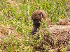 Papio anubis
