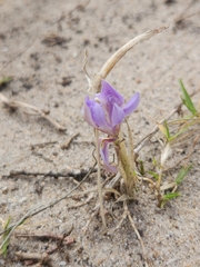 Moraea australis