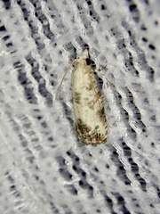 Spilonota albicana
