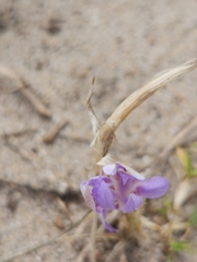 Moraea australis