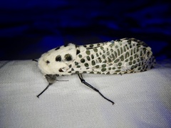 Zeuzera multistrigata