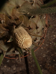 Zamia huilensis