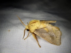 Narosoideus flavidorsalis