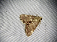 Stemmatophora valida