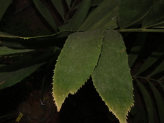 Zamia huilensis