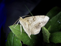 Phanerothyris sinearia