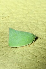 Siphanta acuta