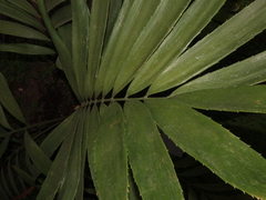 Zamia huilensis
