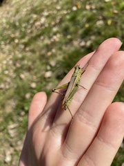 Mecostethus parapleurus