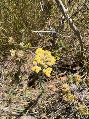Helichrysum revolutum