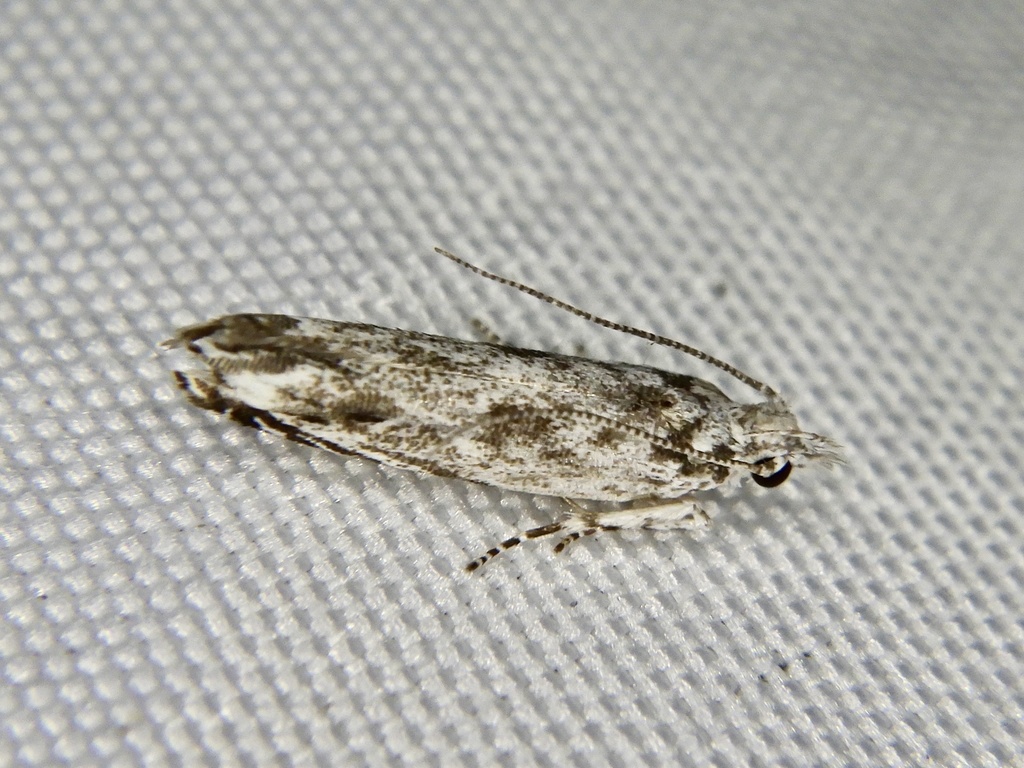 Encolapta