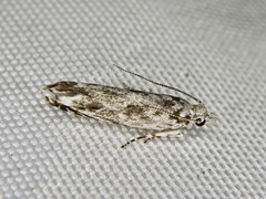 Encolapta tegulifera