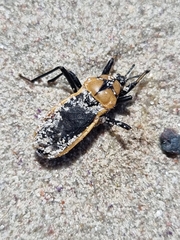 Ectrichodia crux