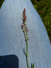 Rumex acetosa
