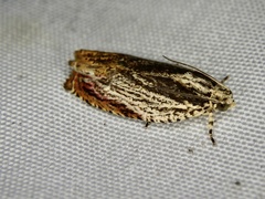 Phaecasiophora roseana