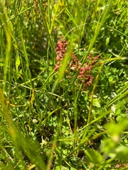 Rumex acetosa
