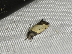 Tyrolimnas anthraconesa