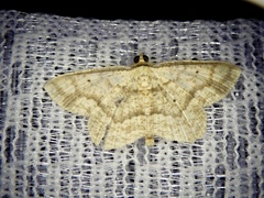 Synegia limitatoides