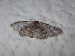 Idaea vilaflorensis