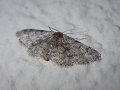 Idaea vilaflorensis