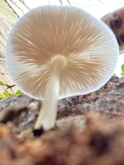 Pluteus cervinus