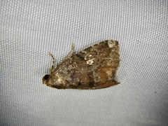 Amyna stellata