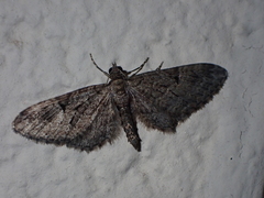 Eupithecia tenerifensis