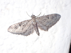 Eupithecia tenerifensis