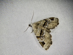 Aventiola pusilla