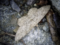 Hypomecis punctinalis conferenda