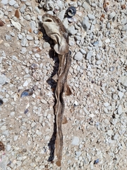 Haploblepharus pictus