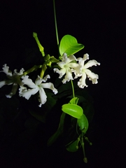 Echites umbellatus