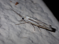 Agriphila trabeatellus