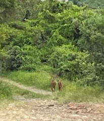 Tragelaphus sylvaticus