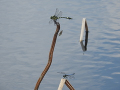 Epophthalmia elegans