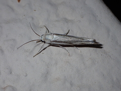 Agriphila trabeatellus