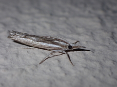 Agriphila trabeatellus