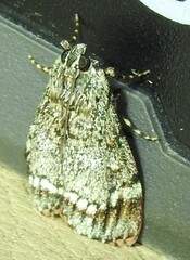 Stericta concisella
