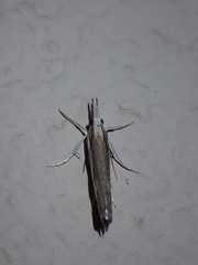Agriphila trabeatellus