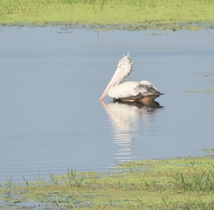 Pelecanus philippensis