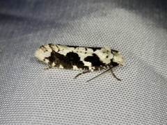 Psecadioides aspersus