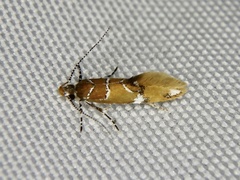 Promalactis jezonica
